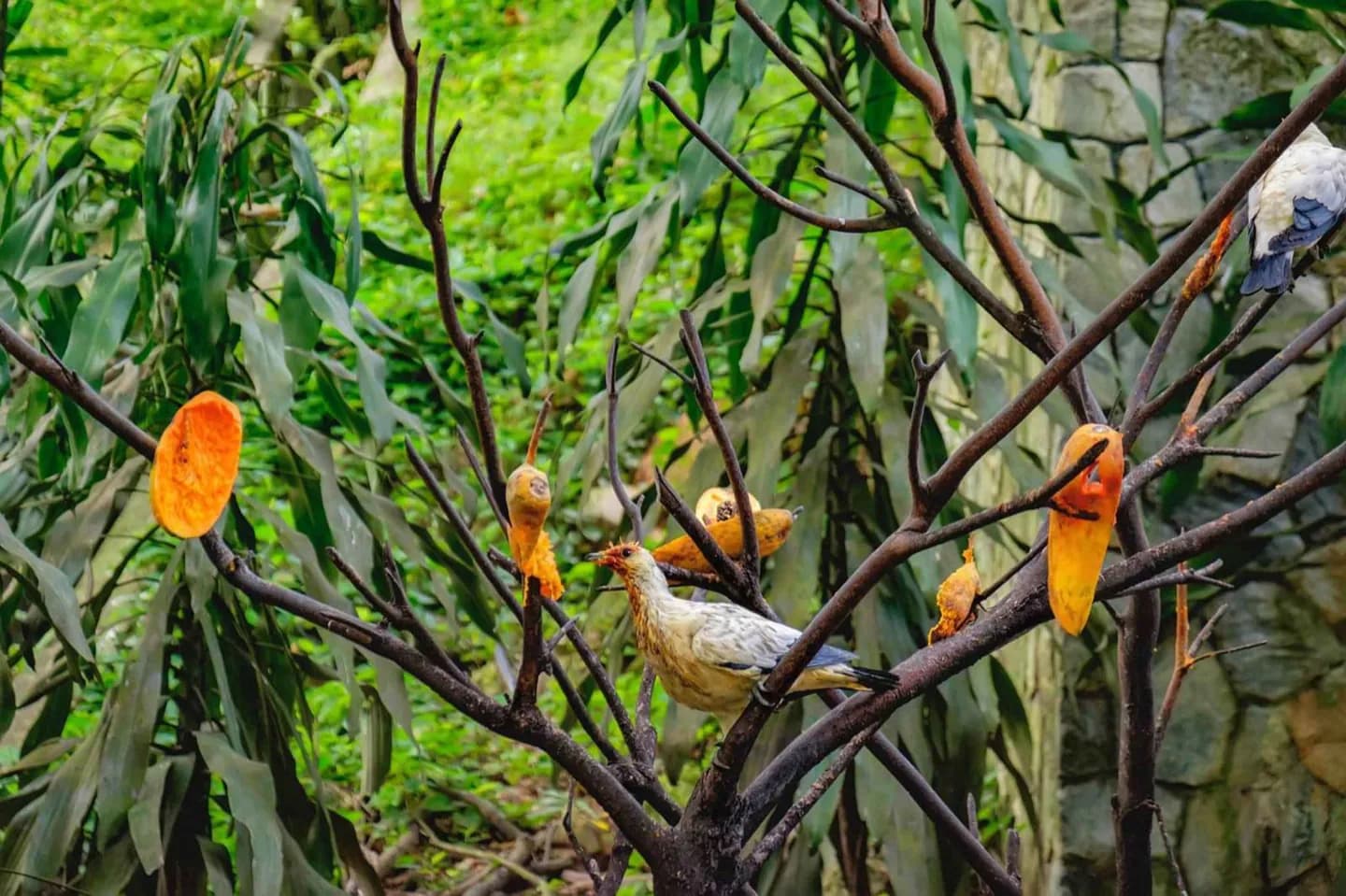 Kuala Lumpur Bird Park · 2