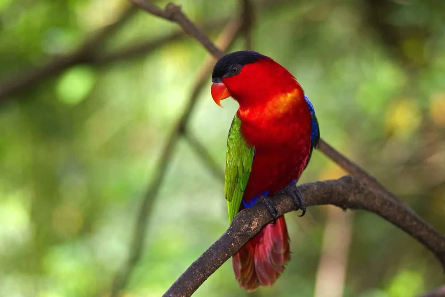 Kuala Lumpur Bird Park · 3