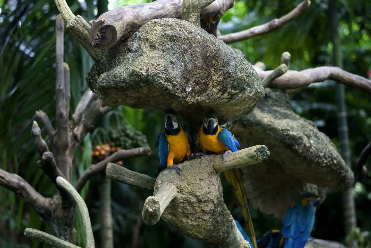Kuala Lumpur Bird Park · 4
