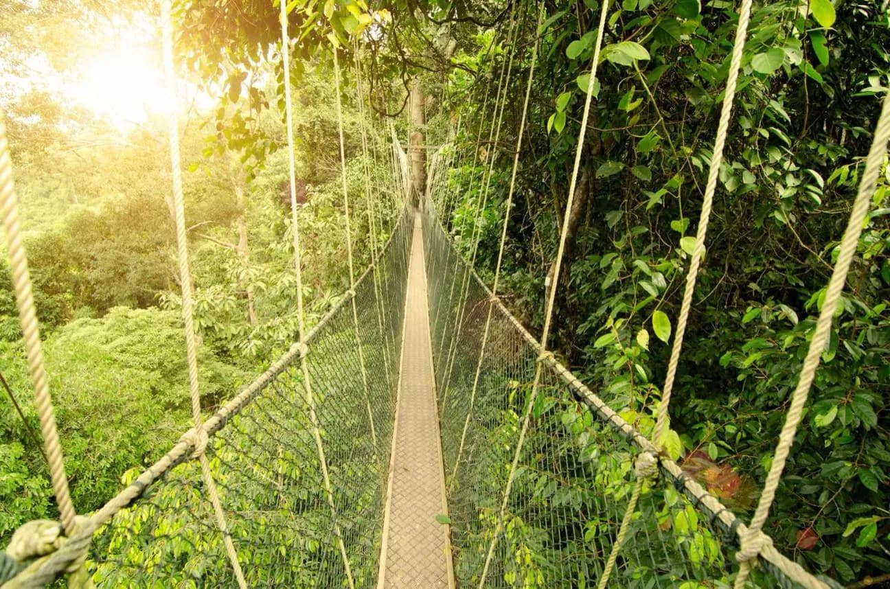Taman Negara · 2