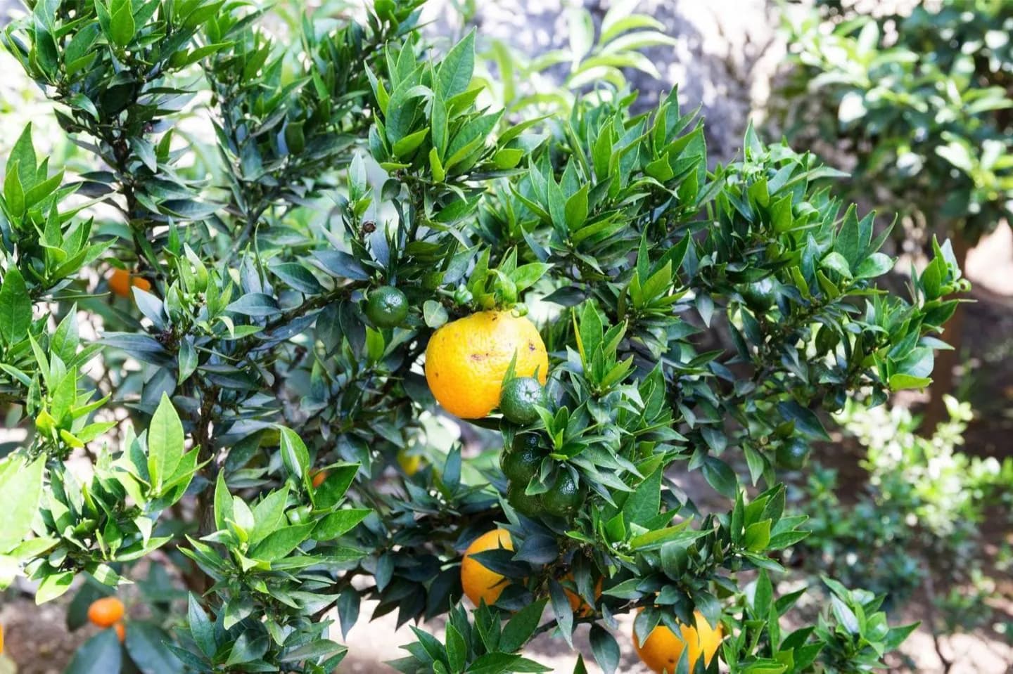 Plants and Wildlife Around Lake Garda · 2