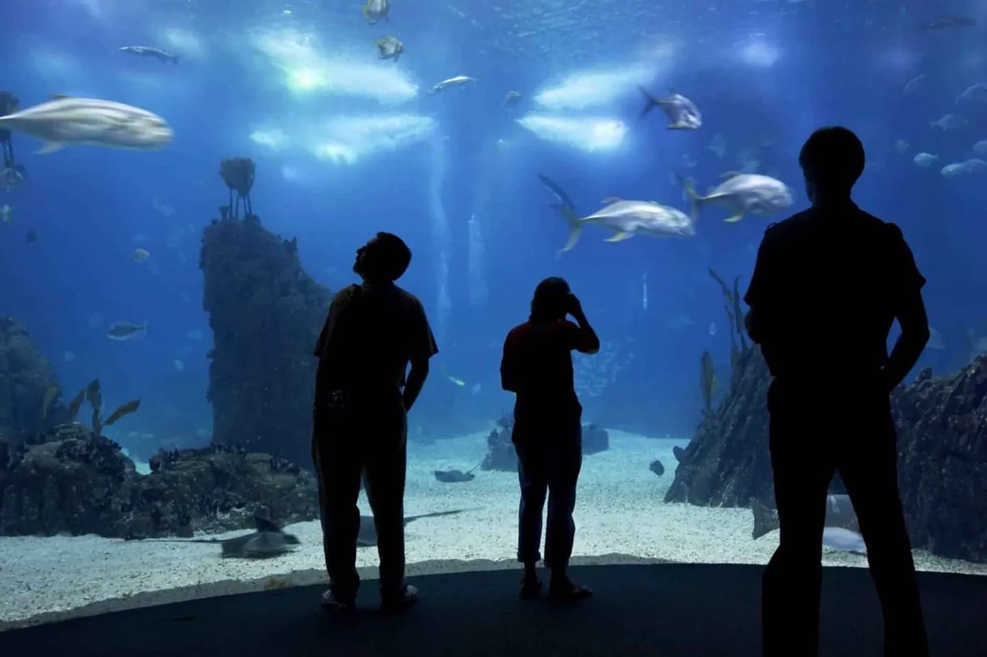 Oceanário de Lisboa · 2
