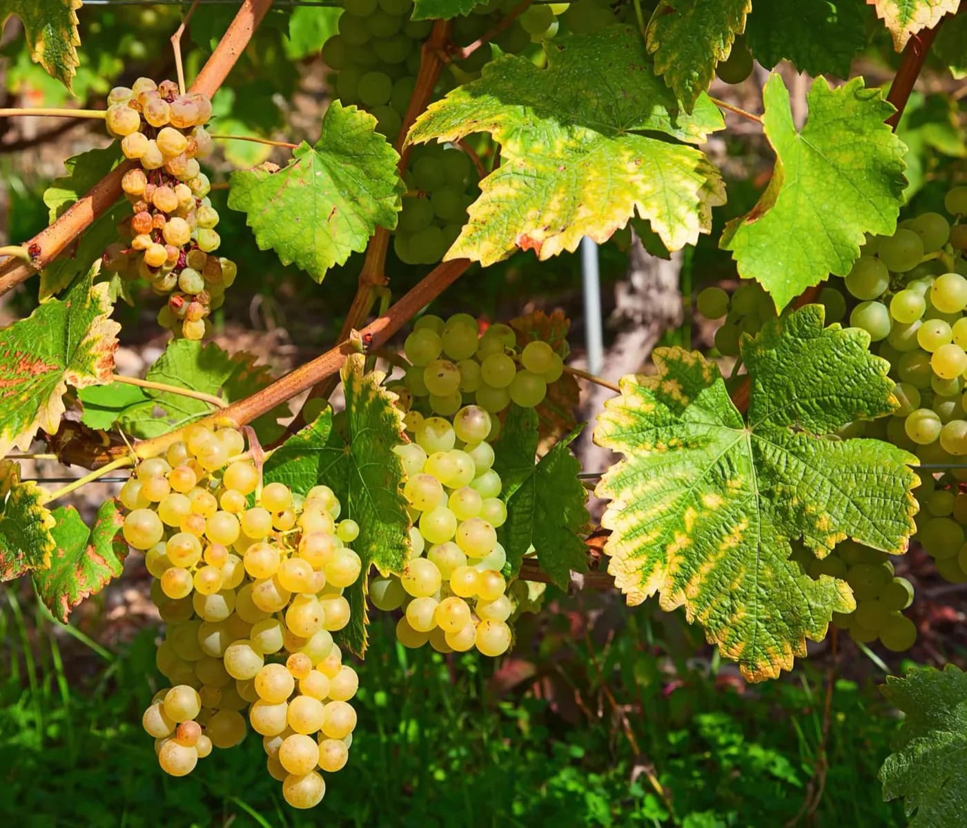 Vinhos Sancerre e Pouilly-Fumé · 2