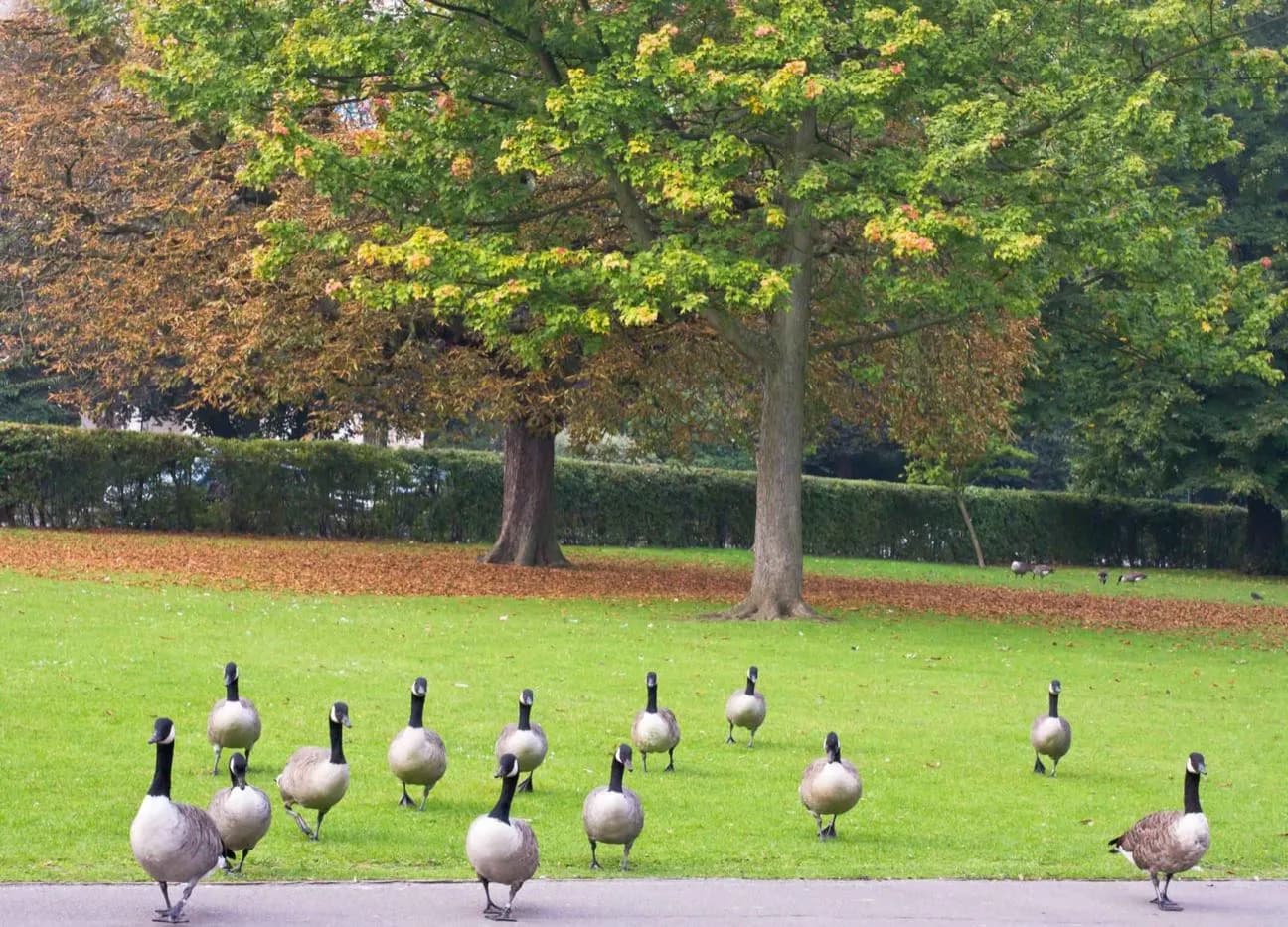 Green Park · 2