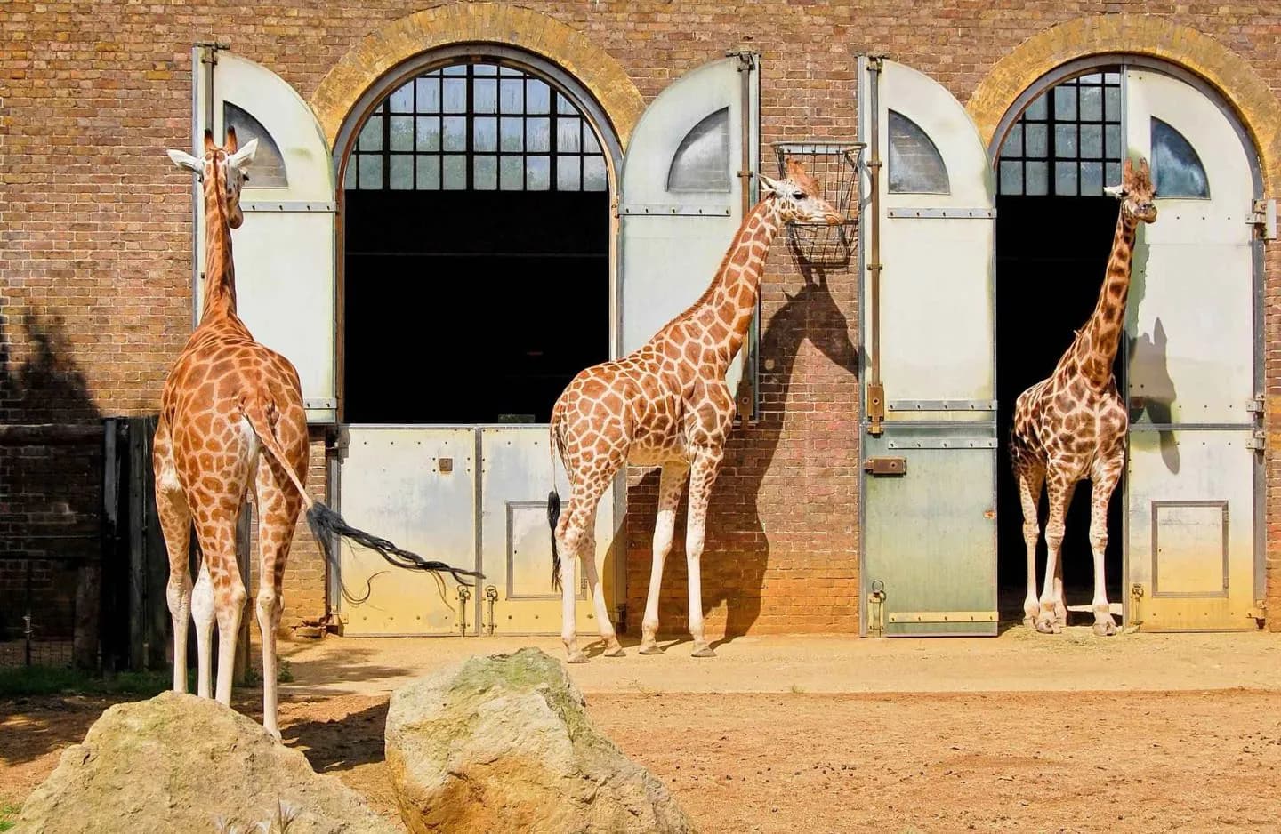 London Zoo · 2