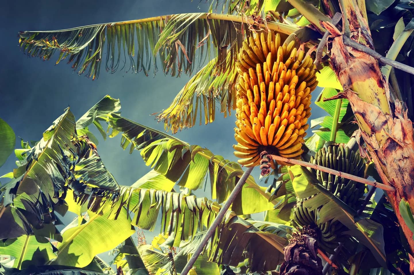 Madeiras einheimische Umgebung
