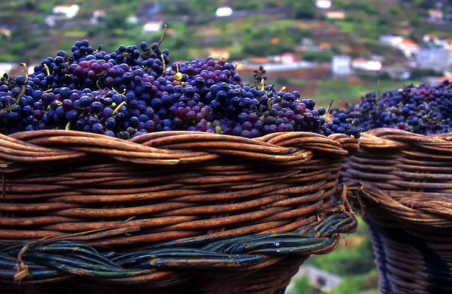 Madeira wine · 2