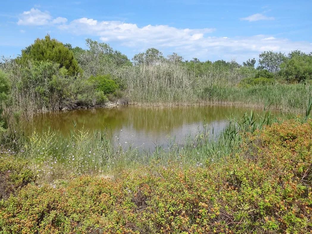 S'Albufera de Mallorca Natural Park