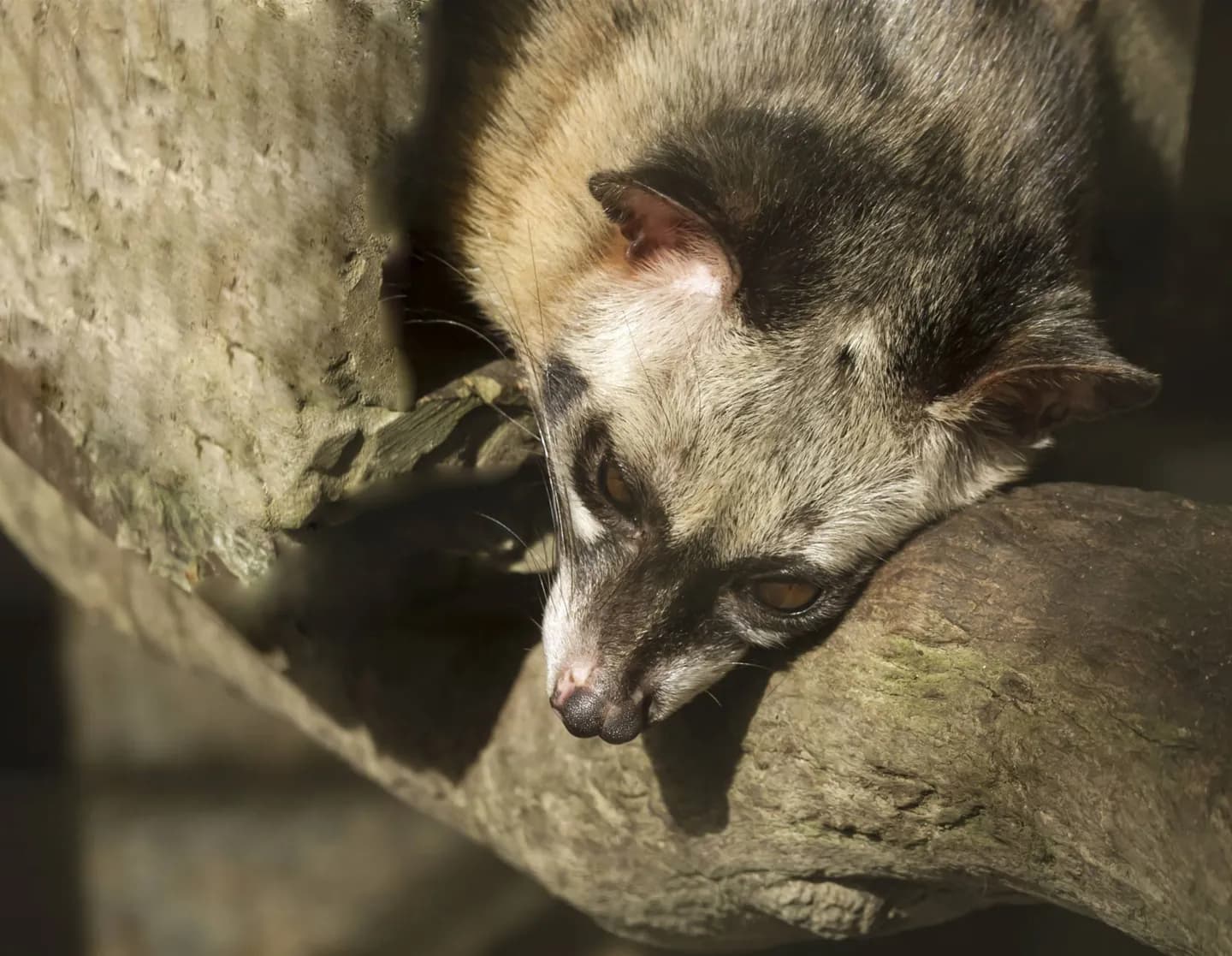 Zoológico de Manila