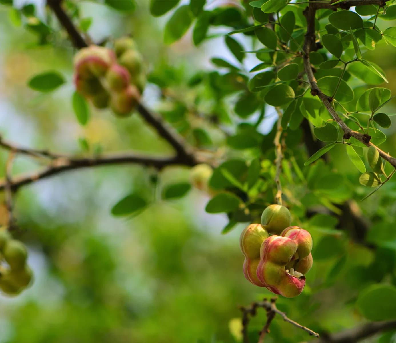 Jardim Mehan · 2