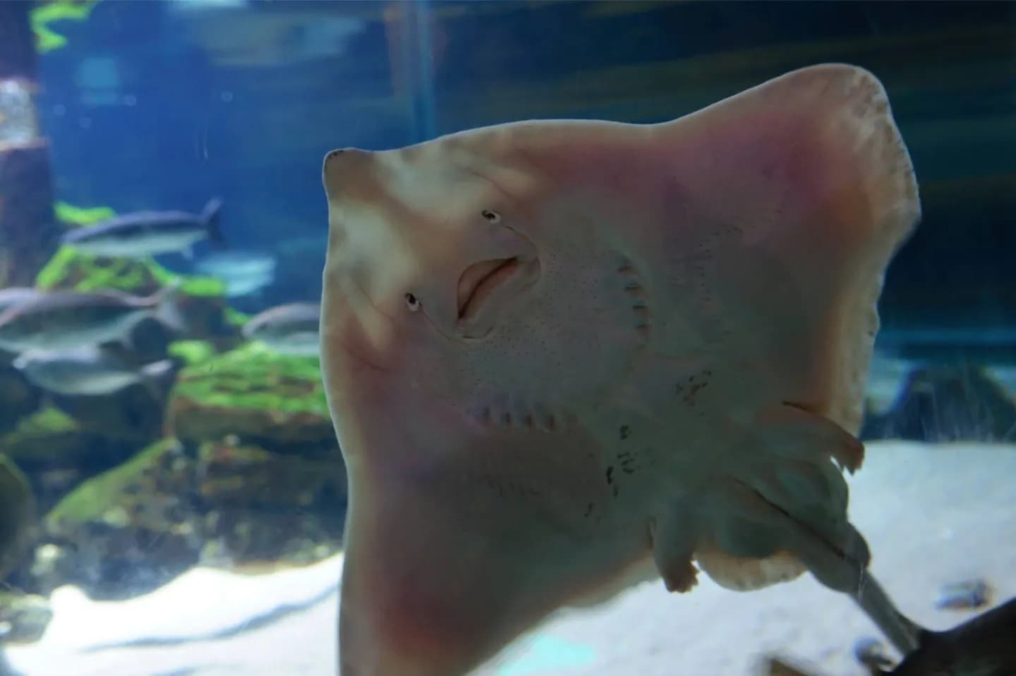 シーライフメルボルン水族館。
