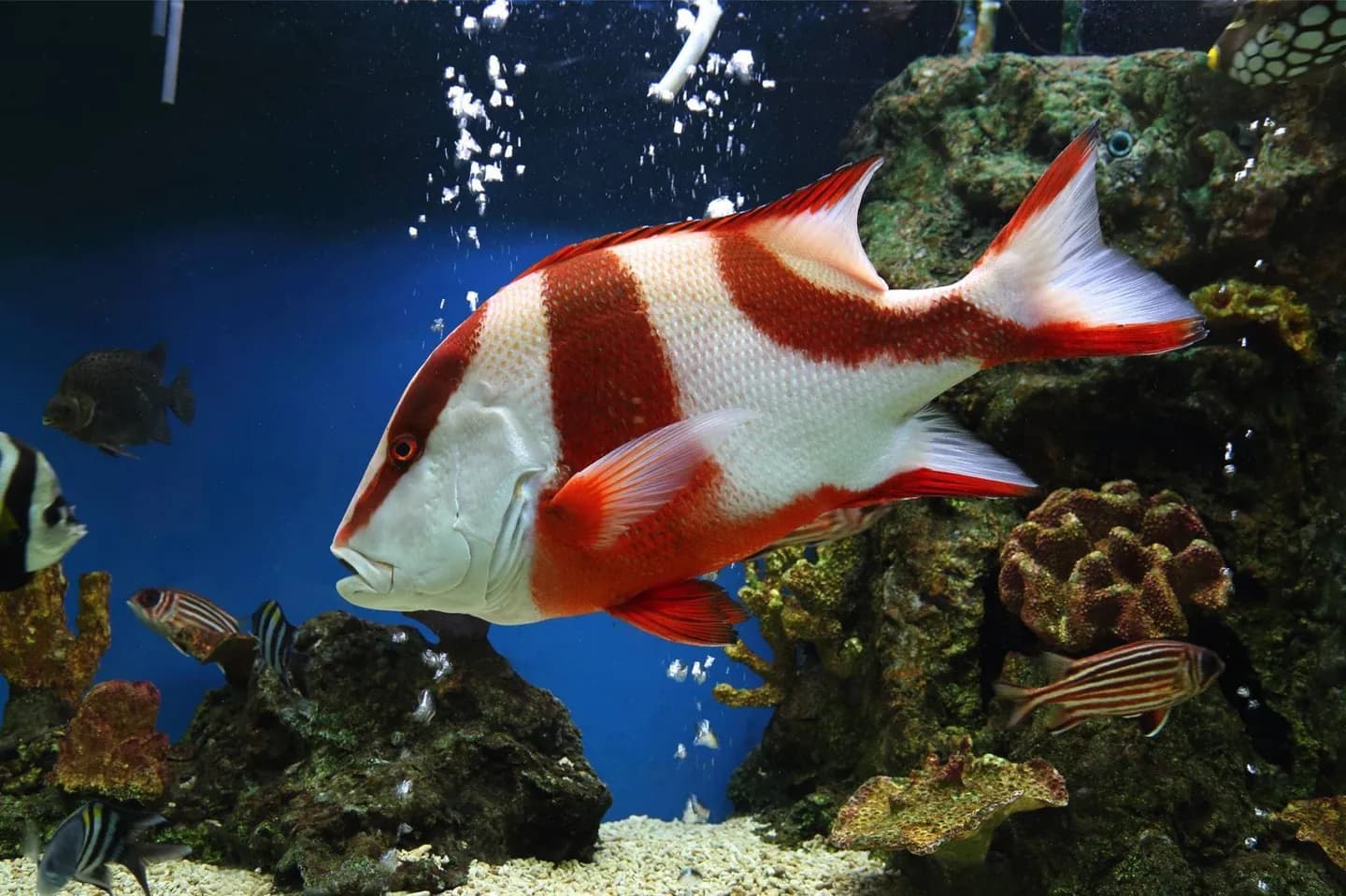 Acuario SEA LIFE Melbourne · 2