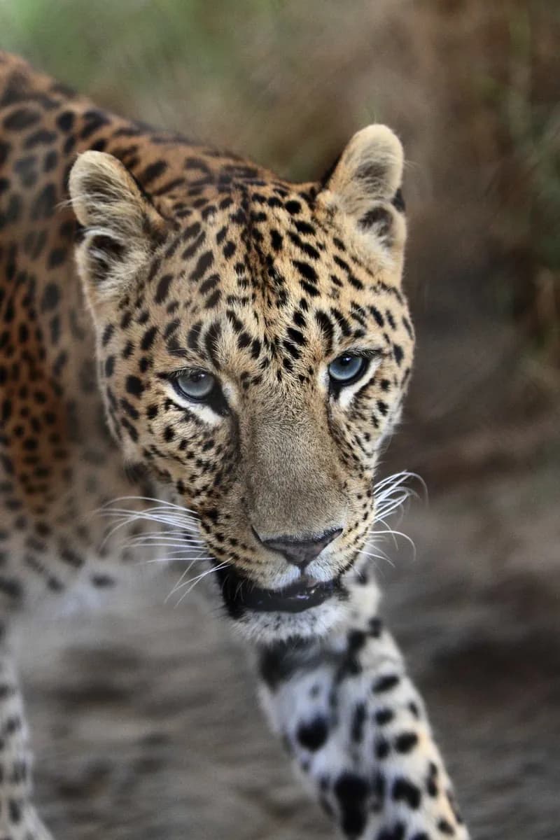 Zoo di Chapultepec · 2