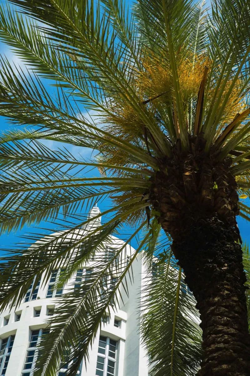 Collins Avenue