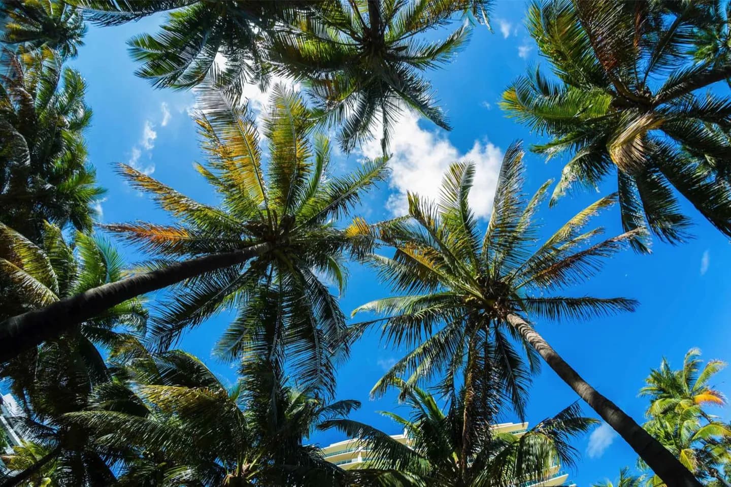 Palm Beach