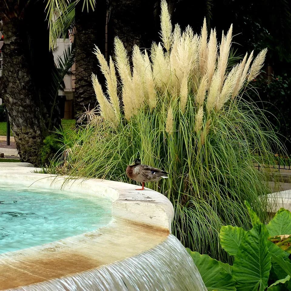 Jardin des Boulingrins