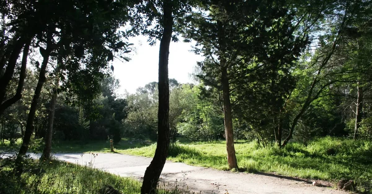 Bois de Montmaur