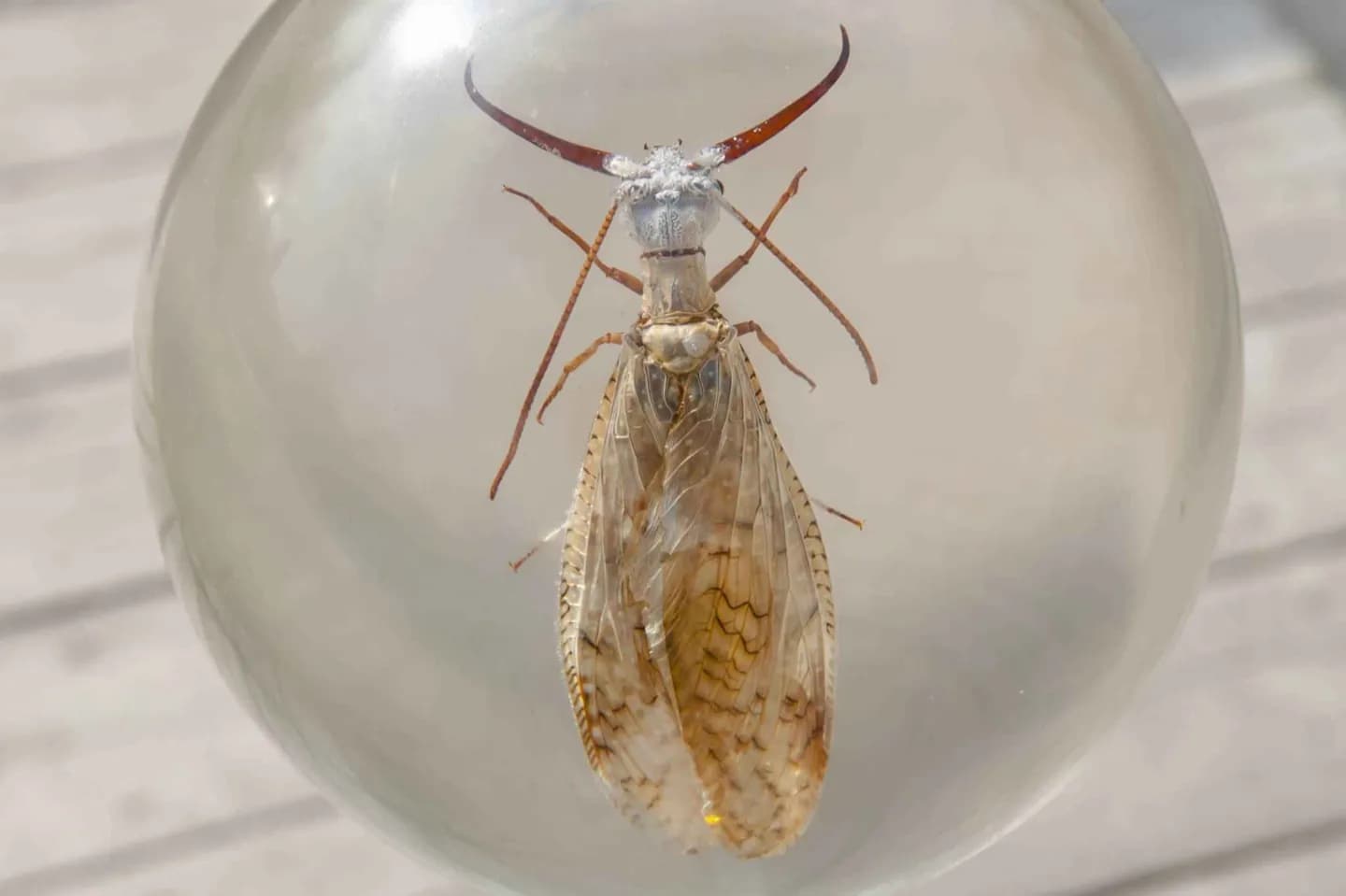 Insektenschutzhaus von Montreal · 2