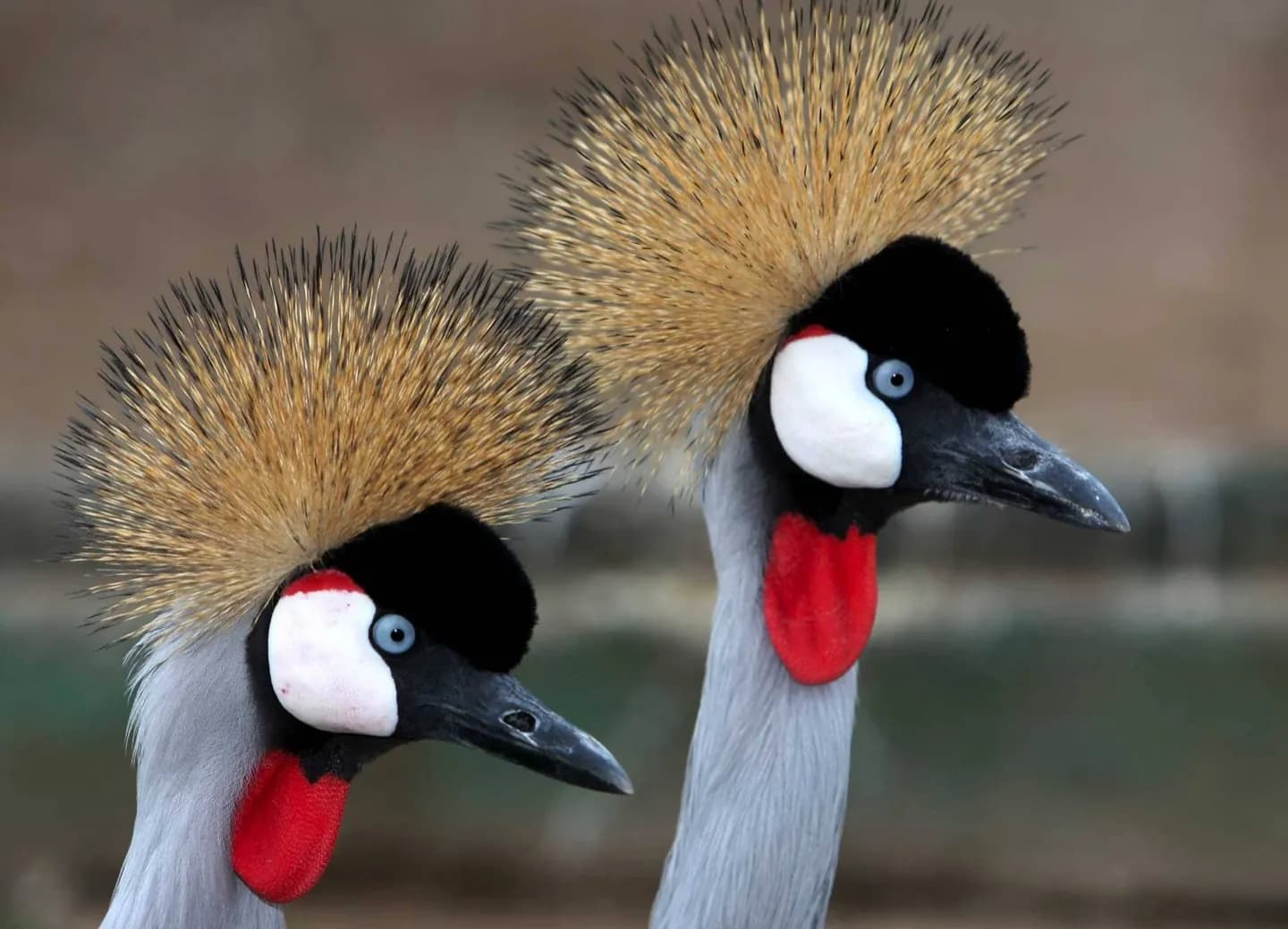 Audubon Zoo · 2