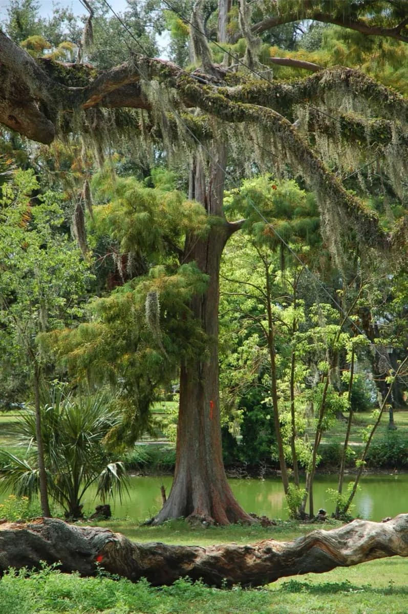 Parque de la ciudad de Nueva Orleans · 2