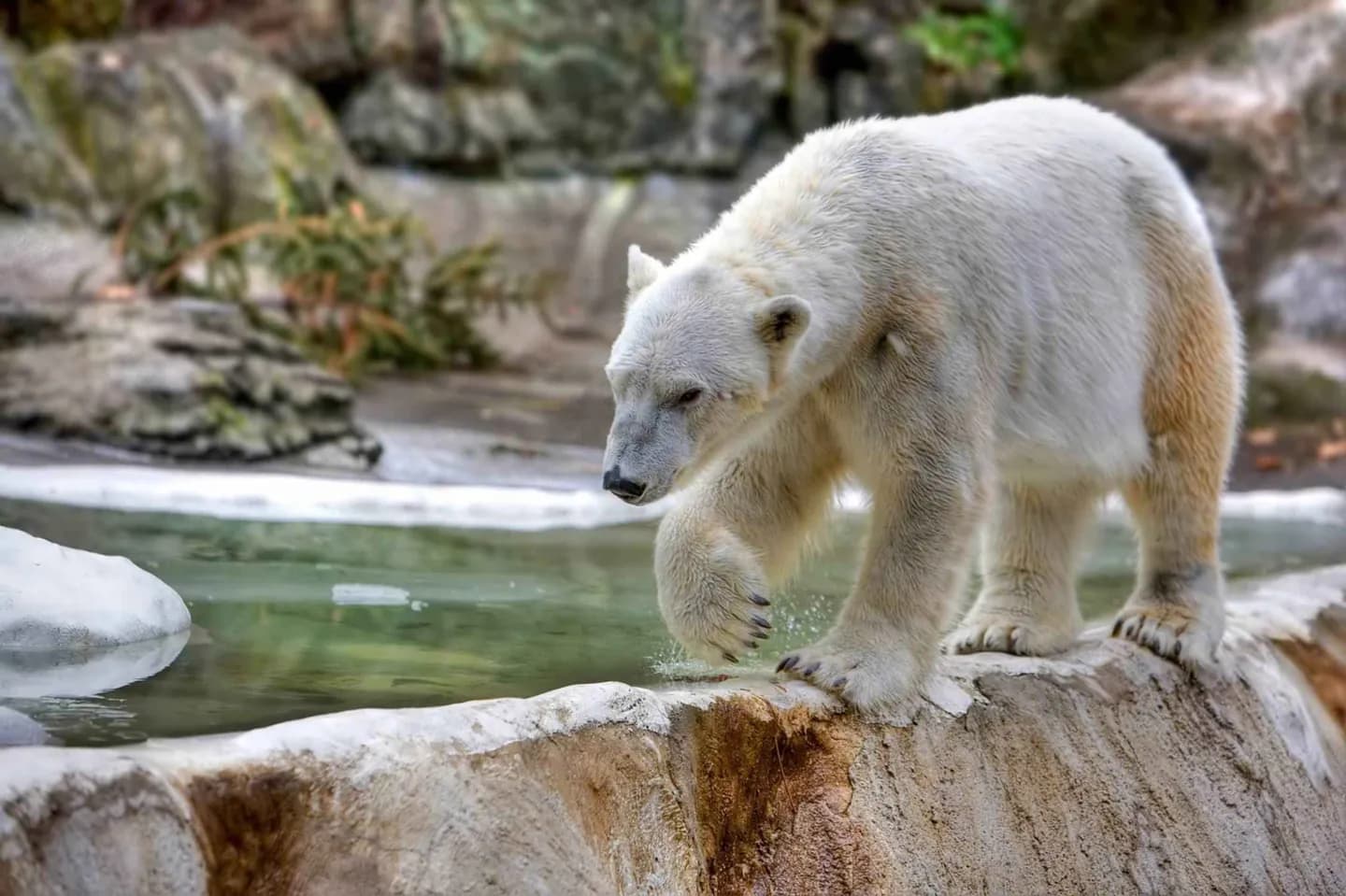 Zoológico del Bronx · 3