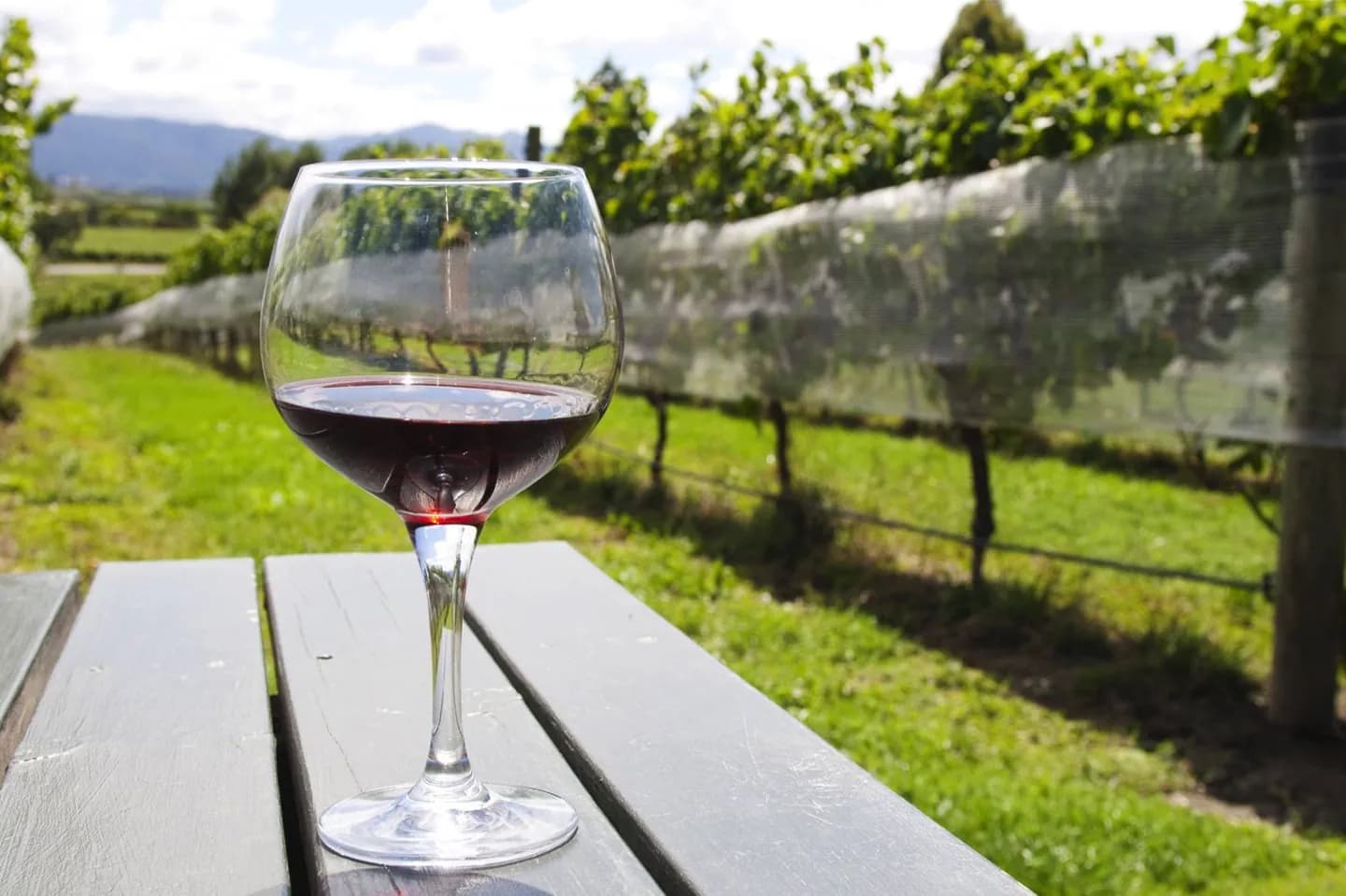New Zealand Wine and Beer · 2