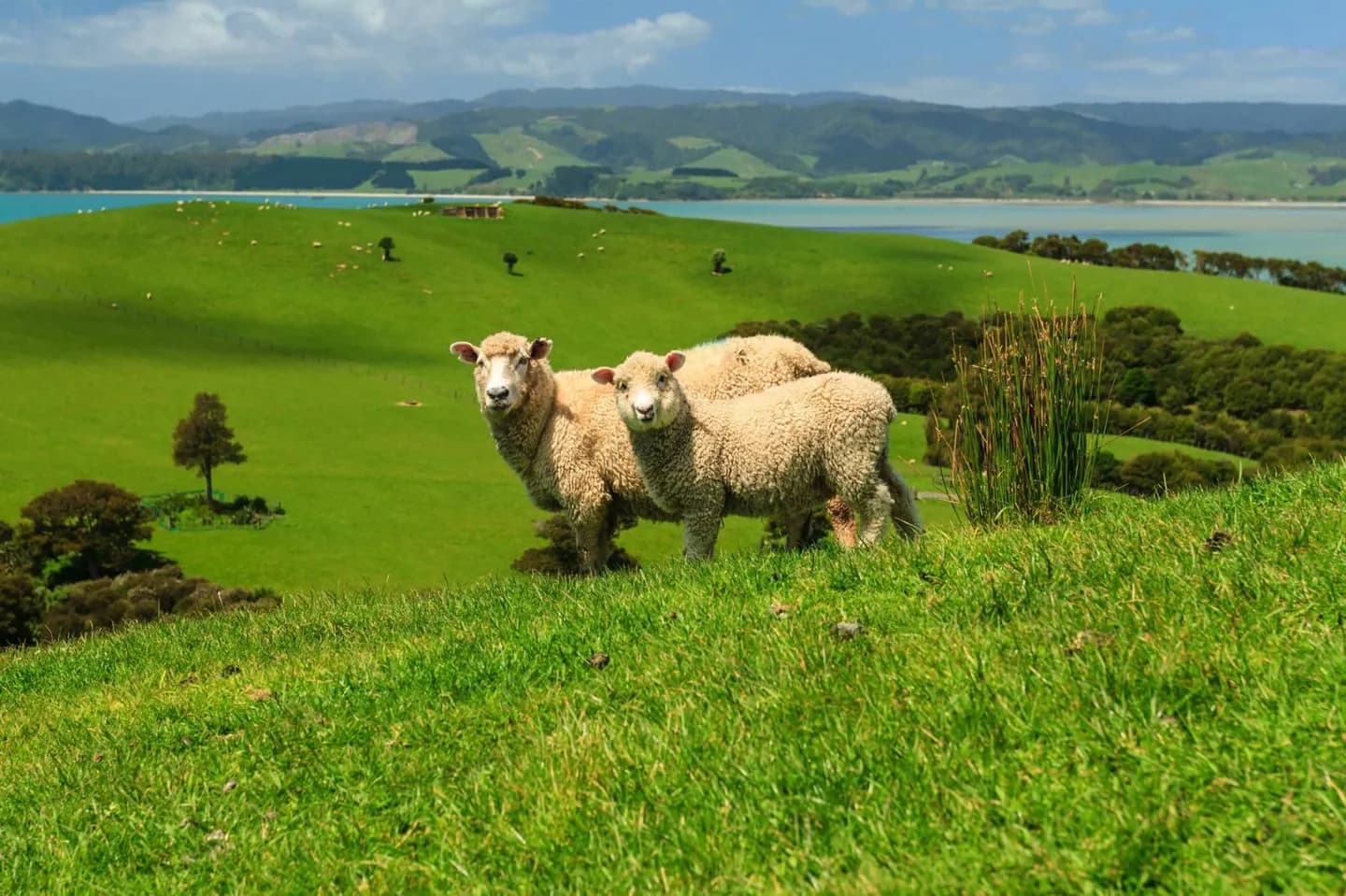Lire le paysage de la Nouvelle-Zélande · 2