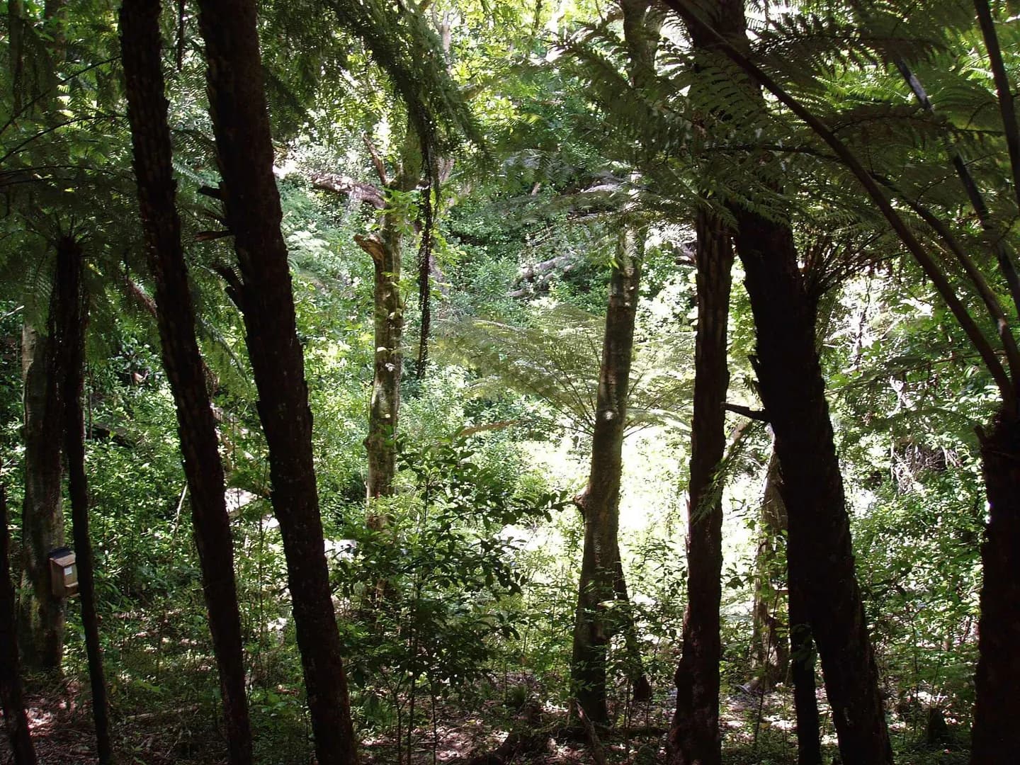 Tiritiri Matangi岛