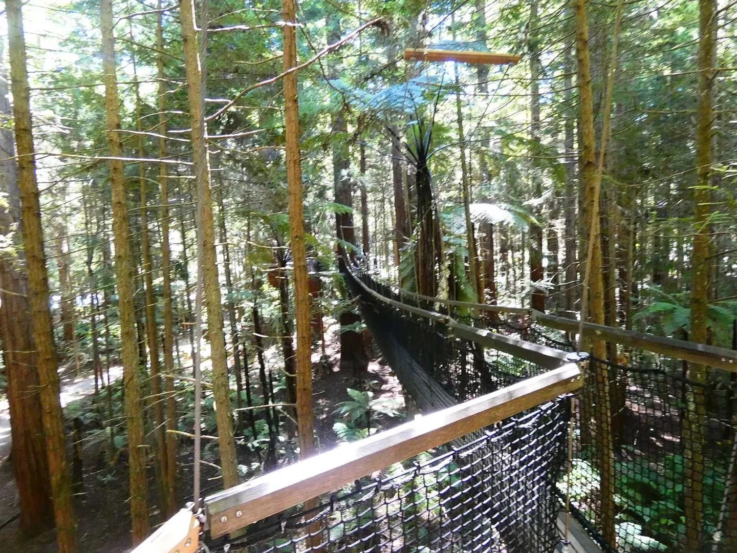 Whakarewarewa Forest