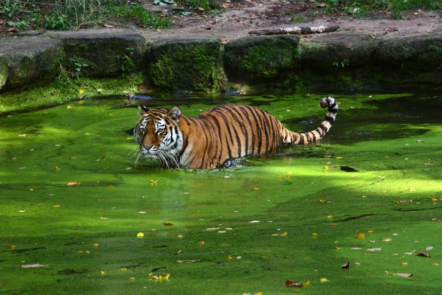 Nürnberger Zoo