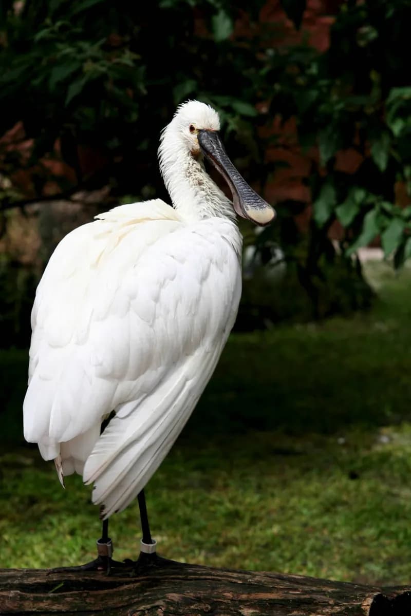 Nürnberger Zoo · 2