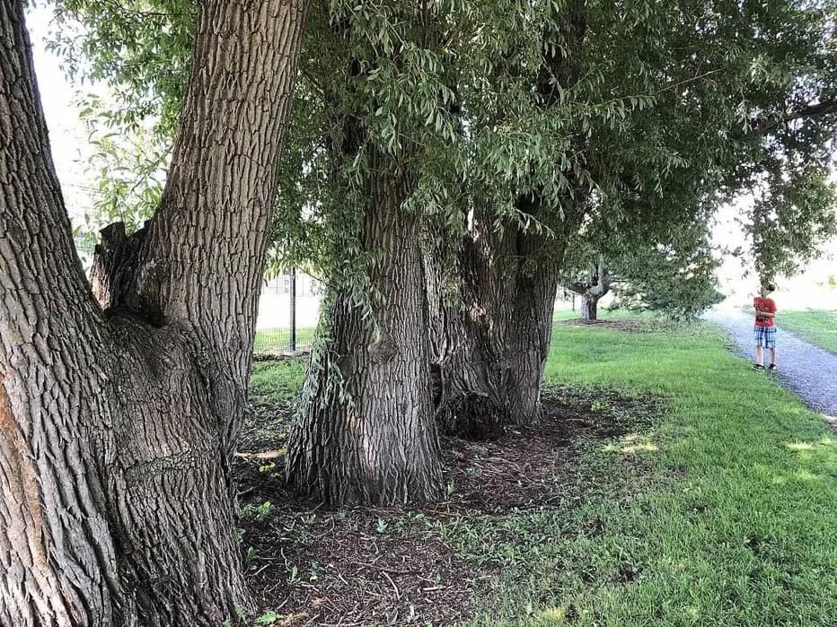 Dominion Arboretum