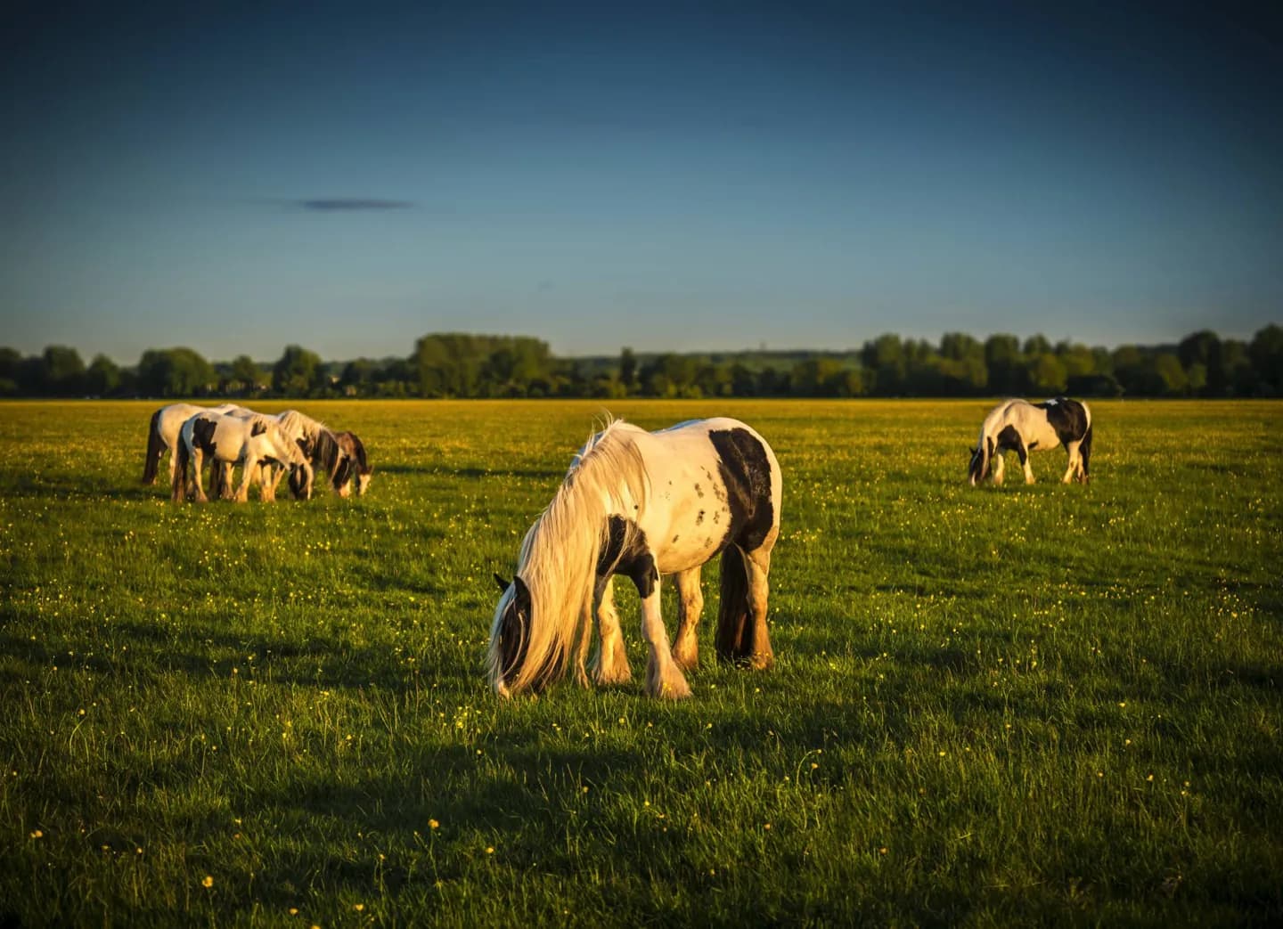 Port Meadow · 2