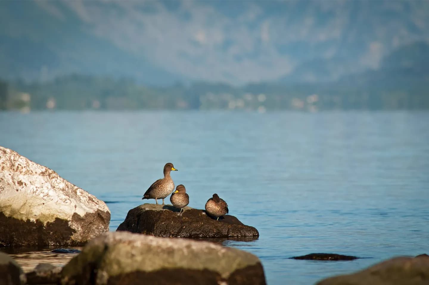 Wie Nahuel Huapi zum Nationalpark wurde · 2