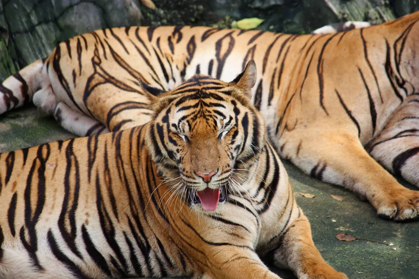 Zoo delle tigri di Sriracha · 2