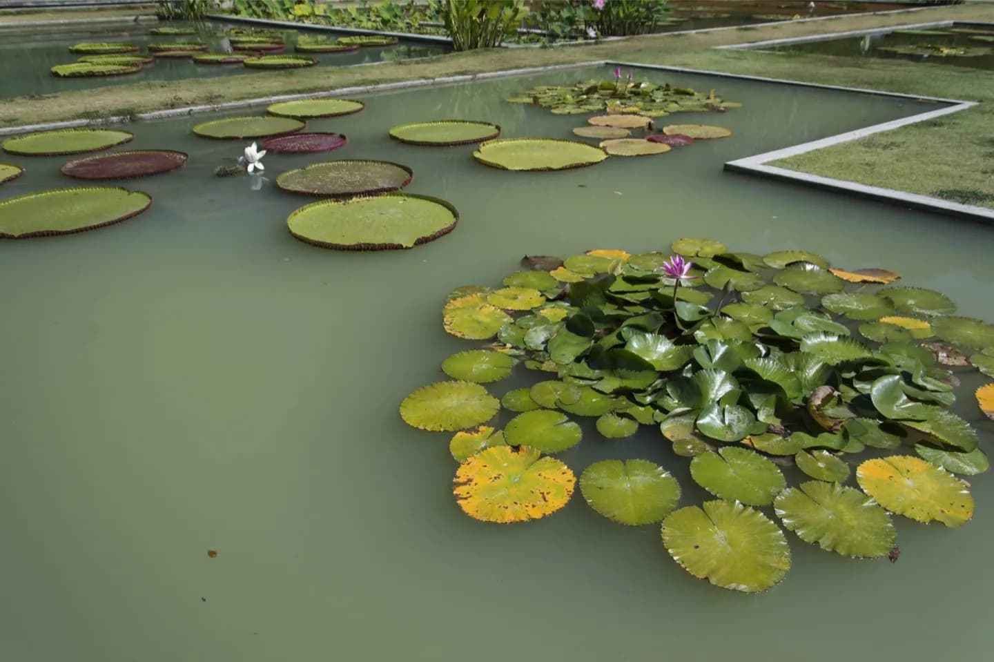 Jardim Botânico de Penang · 2
