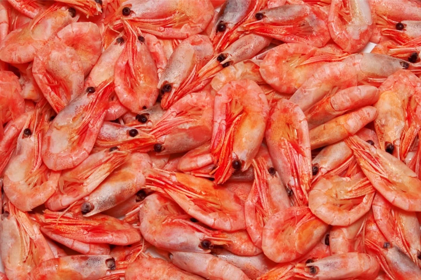 Pesce e frutti di mare in Australia