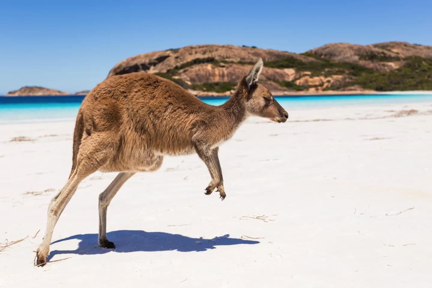 Australiens Tierwelt verstehen · 2