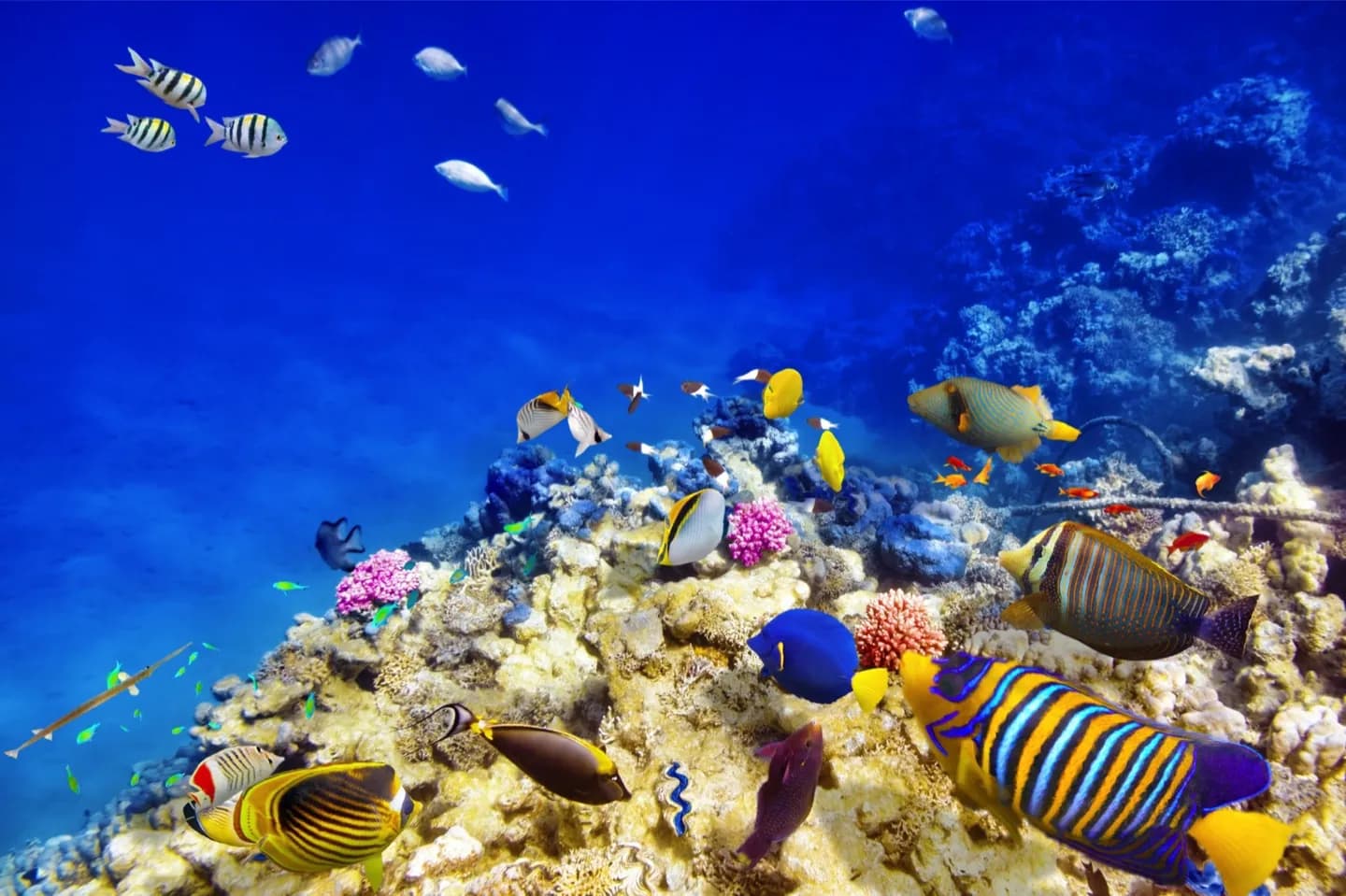 Great Barrier Reef · 2