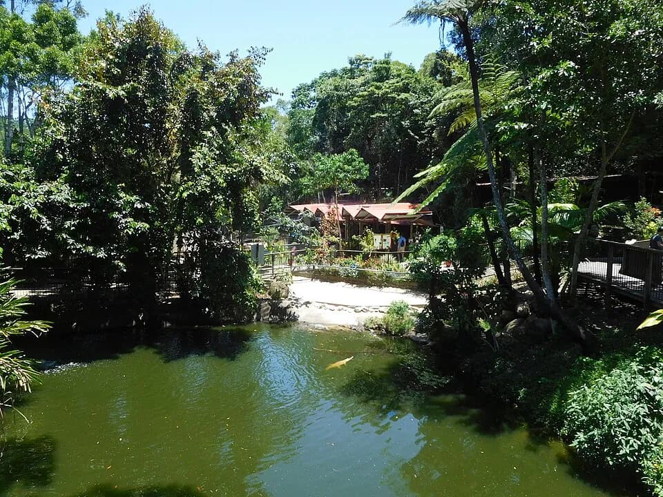 Jardines de Kuranda Koala