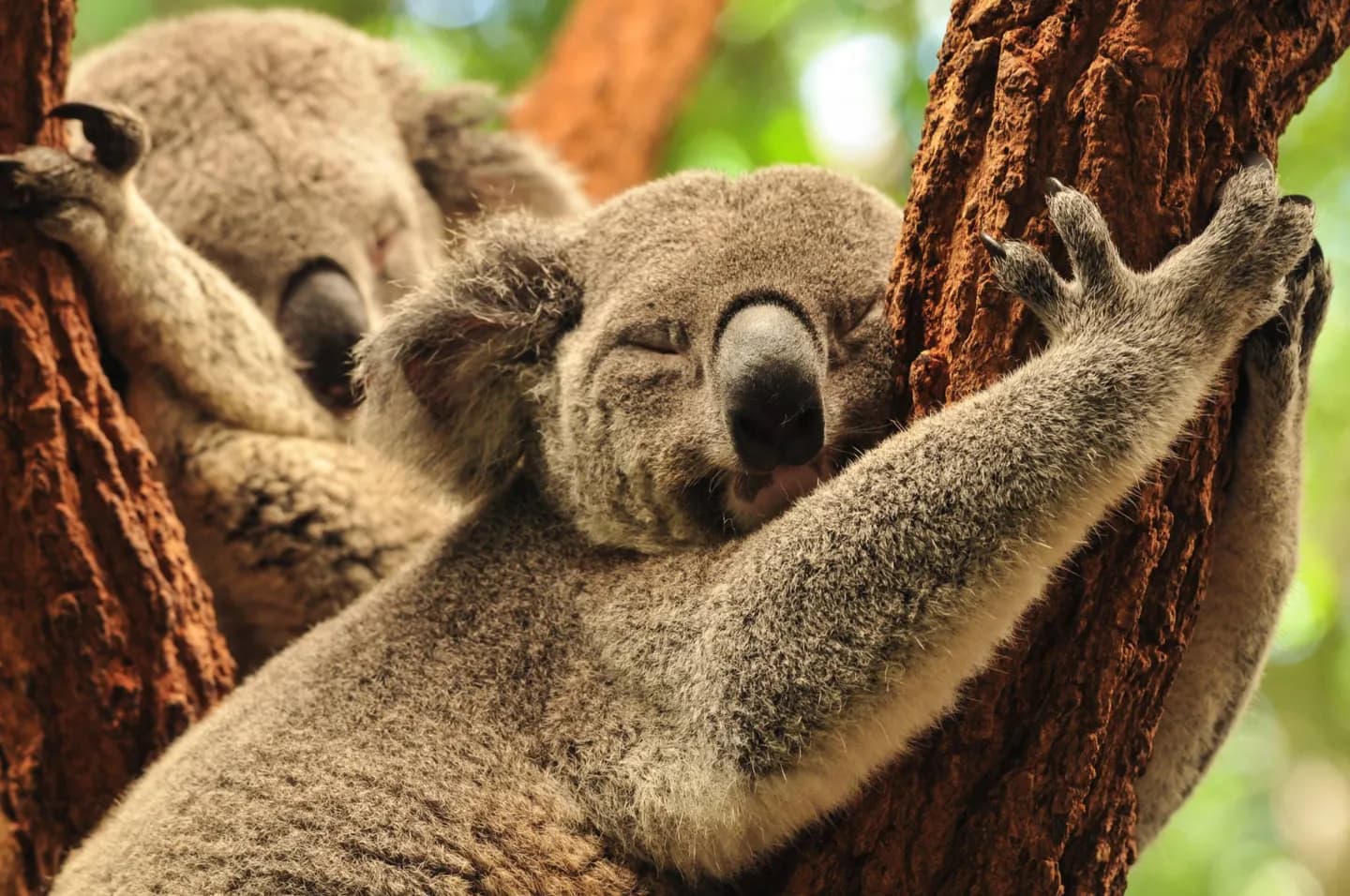 Lone Pine Koala Sanctuary · 2