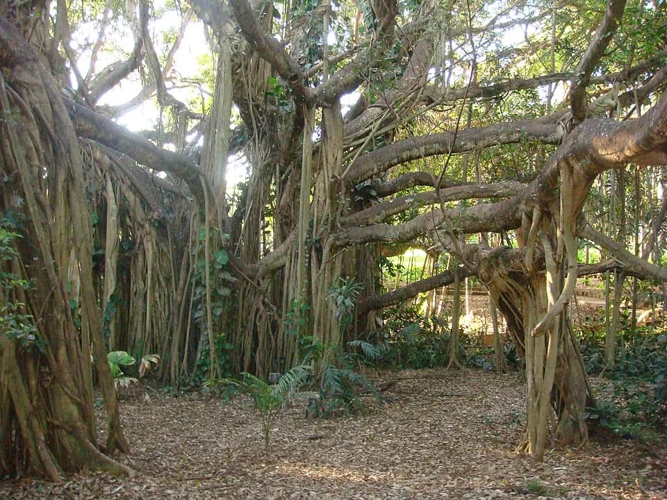 Jardins botaniques de Rockhampton