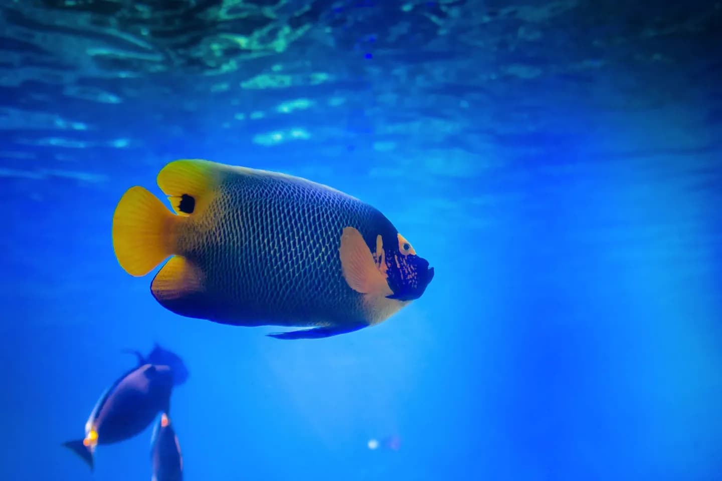 Sea World · 2