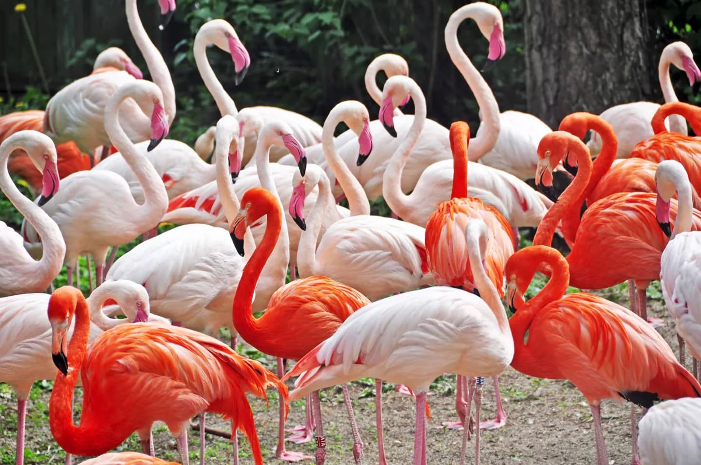 Rīga ZOO · 2