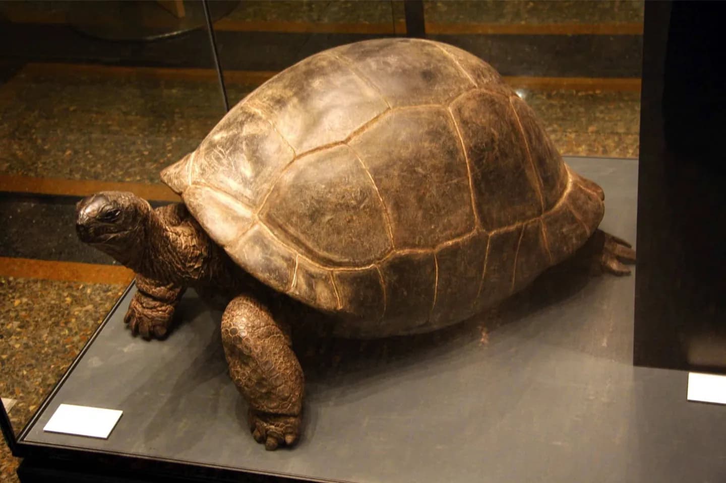 Il Museo di Storia Naturale di Rotterdam