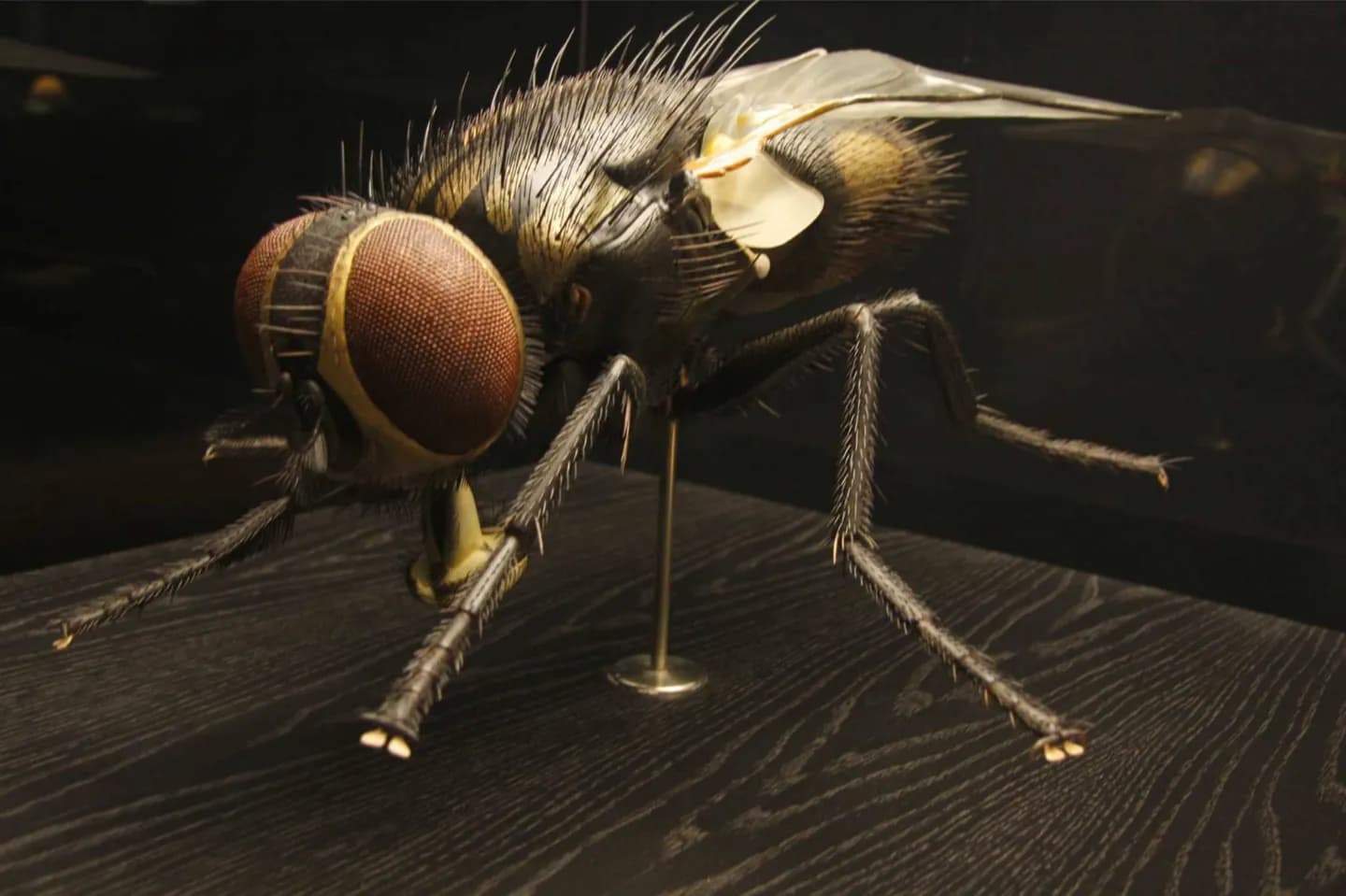 Il Museo di Storia Naturale di Rotterdam · 2