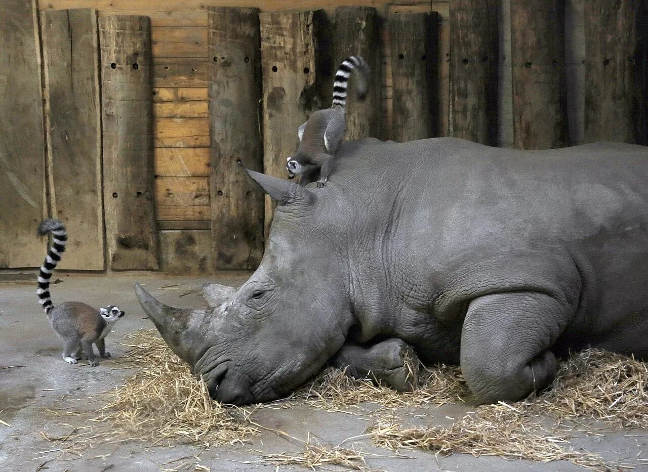 ザルツブルク動物園ヘルブルン。