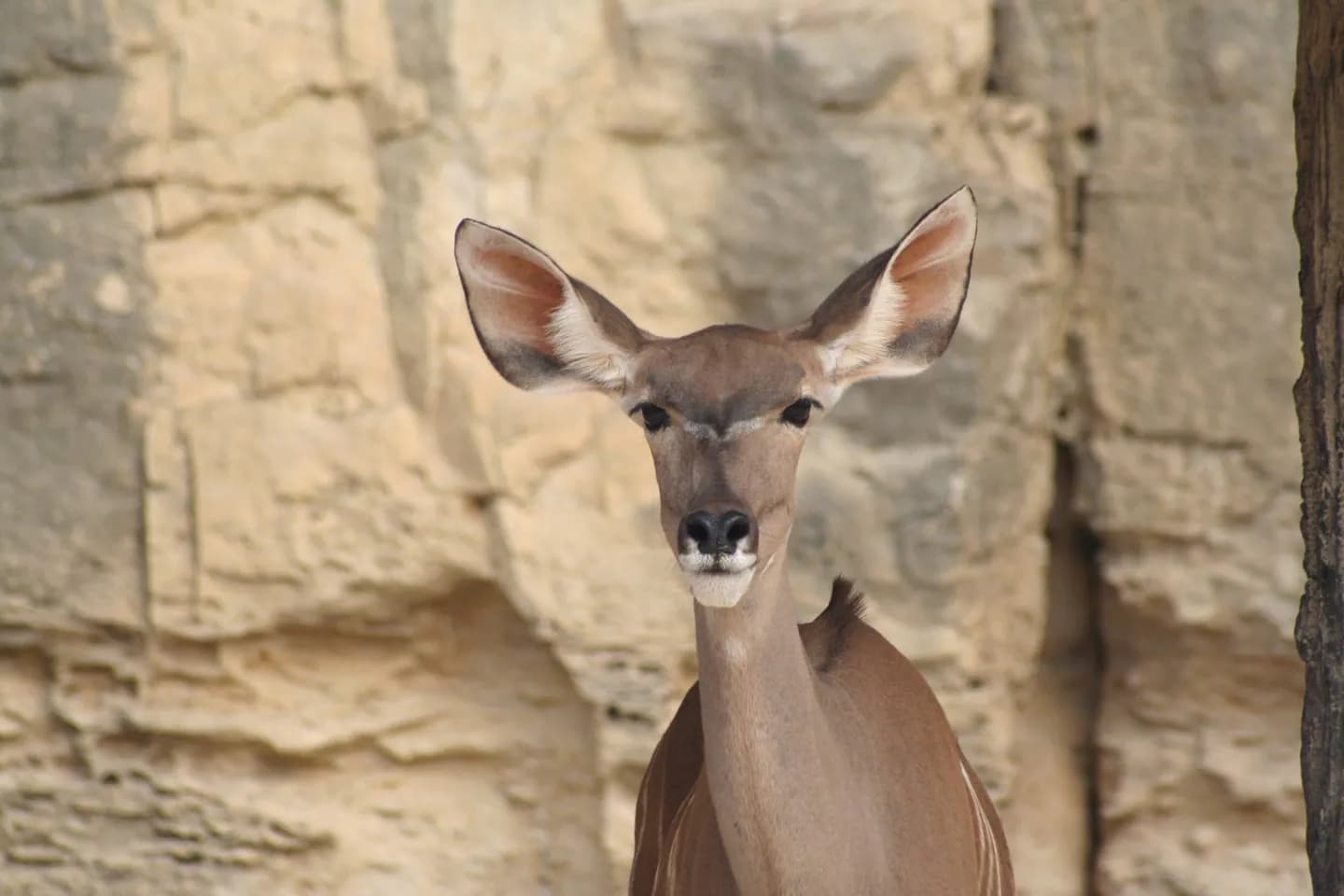 Zoo von San Antonio · 2