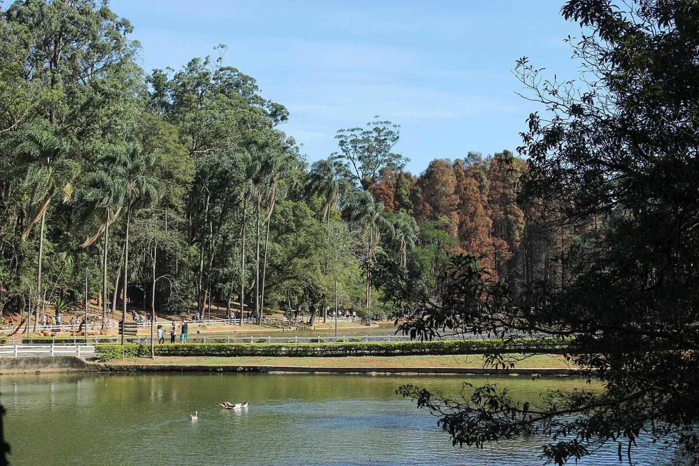 Horto Florestal