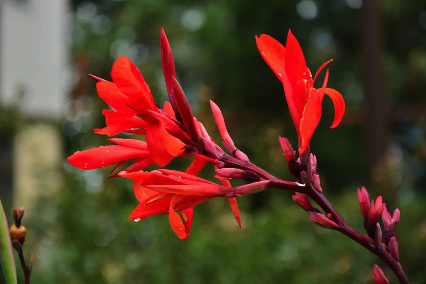 Jardins botaniques côtiers de Géorgie · 2